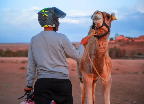 Paseo en camello por el desierto de Agafay